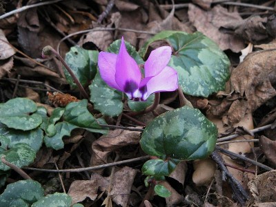 800px-Cyclamen_pseudibericum04.jpg