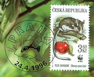 cs-gartenschläfer2.jpg