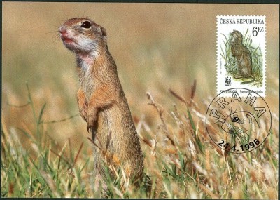 cs-ziesel11.jpg