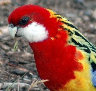 Eastern_Rosella_at_Hobart_Domain_upright.jpg