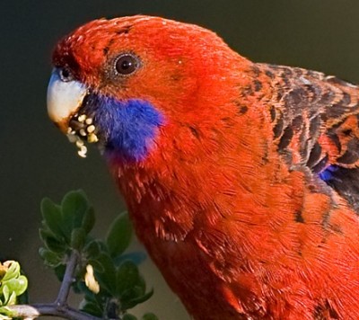 Crimson_rosella_feeding_on_african_boxthorn.jpg