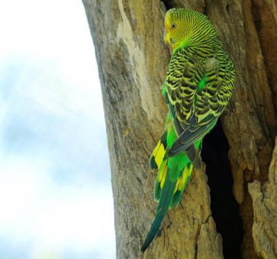 643px-Wellensittich_wild_aus_australien.jpg