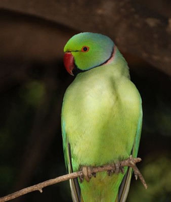 507px-Parrot_India_2.jpg