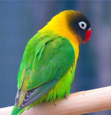579px-Masked_Lovebird_(Agapornis_personata)_-Auckland_Zoo.jpg