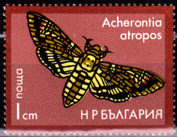 Schmetterlinge_0001.jpg