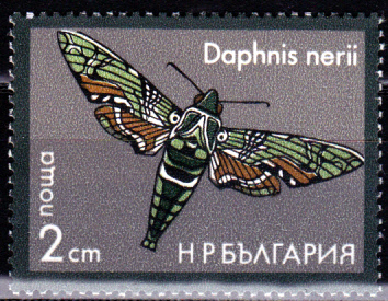 Schmetterlinge_0002.jpg
