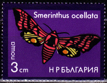 Schmetterlinge_0003.jpg