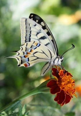 422px-Schwalbenschwanz_(Papilio_machaon).jpg