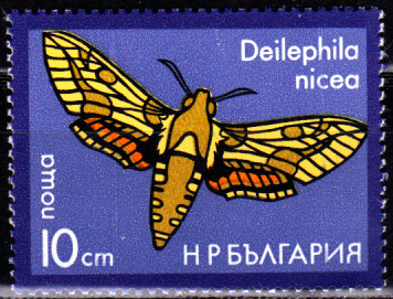 Schmetterlinge_0004.jpg