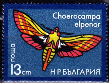 Schmetterlinge_0005.jpg