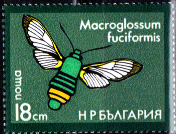 Schmetterlinge_0006.jpg
