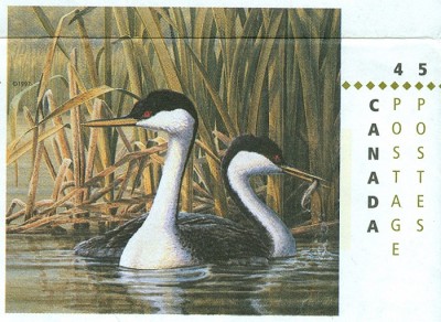 canada-wasservogel2.jpg