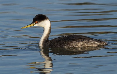 Western_Grebe_(Aechmophorus_occidentalis)_IV.jpg