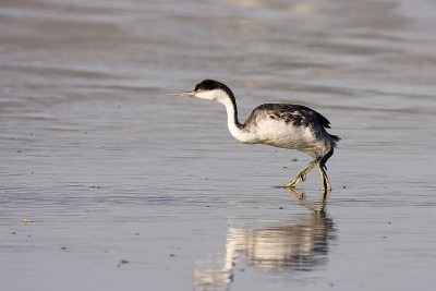 800px-Western_Grebe.jpg