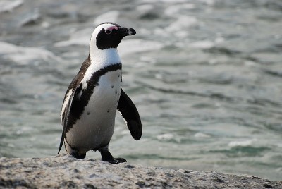 800px-African_penguin_near_Boulders_Beach.jpg