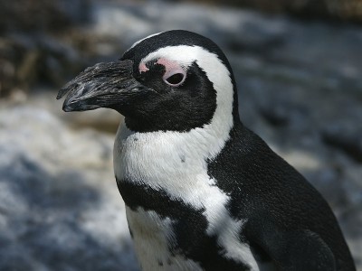 800px-Spheniscus_demersus_(portrait).jpg