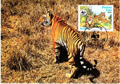 Tiger.jpg