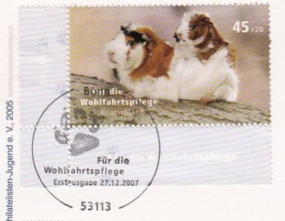 Meerschweinchen.jpg