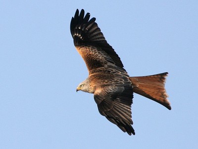 Milvus_milvus_L(ThKraft).jpg