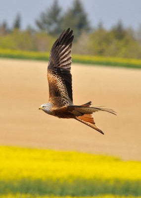 Milvus_milvus_(2011-04-17_Switzerland_Kanton_Schaffhausen_Gennersbrunn).jpg