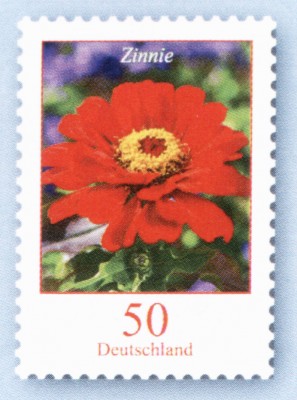 Zinnie_50.jpg