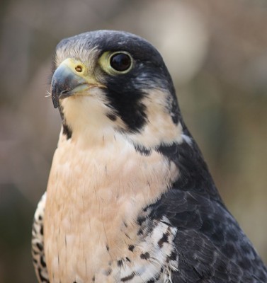 800px-Peregrine_Falcon_12.jpg