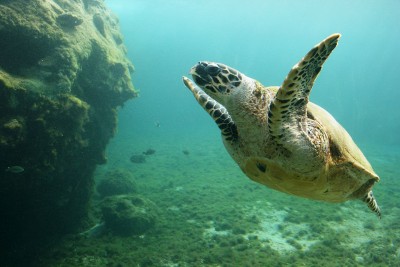 1280px-Eretmochelys-imbricata-Kélonia-1.JPG