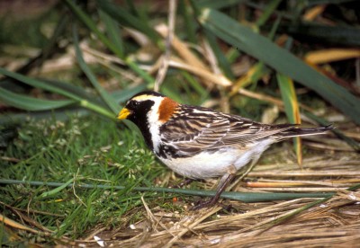 1024px-Lapland_Longspur_(Calcarius_lapponicus).jpg
