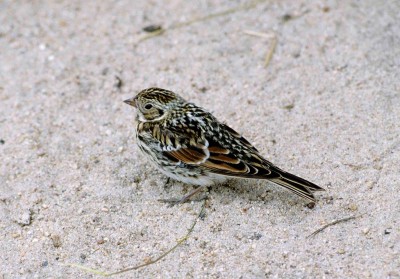 1024px-Calcarius_lapponicus_(female)_1996-07-25.jpg