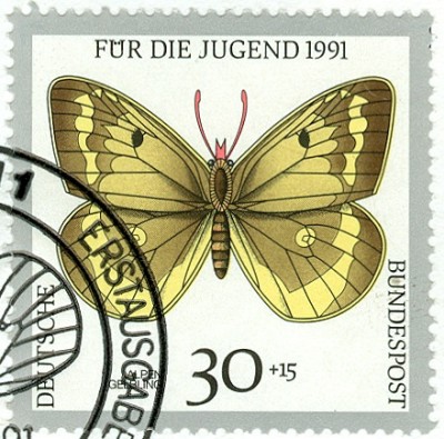 Tagfalter_AlpenGelbling_1.jpg