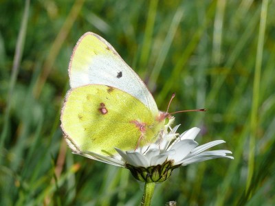 1024px-Colias_phicomone_-_Alpen-Gelbling_01_(HS).JPG