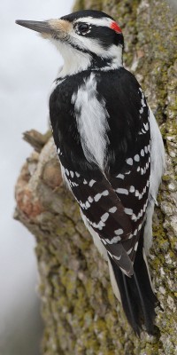 640px-Picoides-villosus-001.jpg