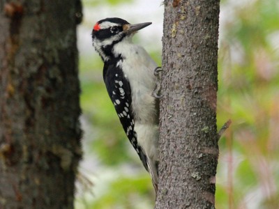 1024px-Hairy_Woodpecker_RWD.jpg