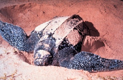 1280px-LeatherbackTurtle.jpg