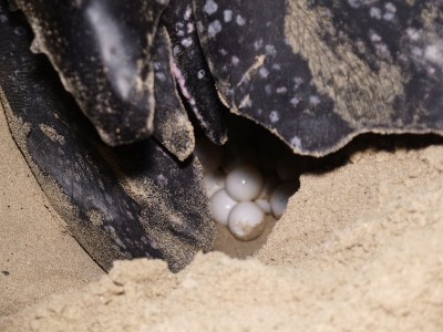 1024px-Turtle_ST_CROIX.jpg