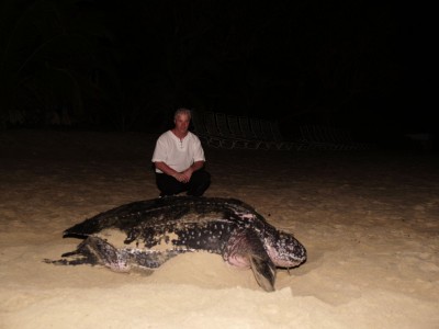 1024px-Groessenvergleich_Lederschildkroete.JPG