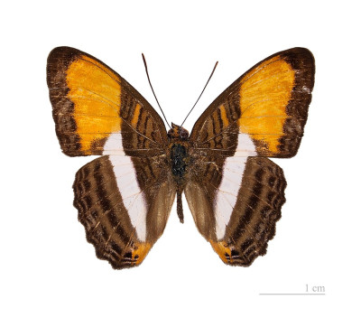 1024px-Adelpha_cytherea_MHNT_dos.jpg