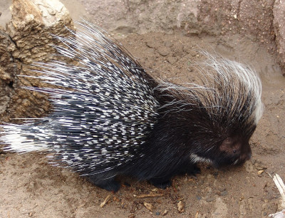 African_crested_Porcupine_-Hystrix_cristata-.jpg