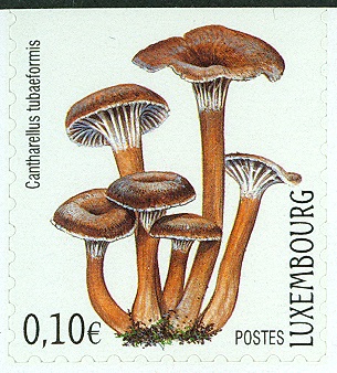 Lux-Pil1-1.jpg