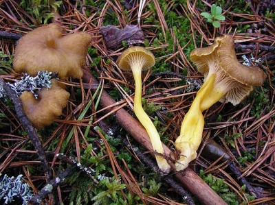 1024px-Cantharellus_tubaeformis_1.jpg