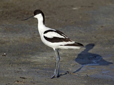 1024px-Pied_Avocet_Recurvirostra_avosetta.jpg