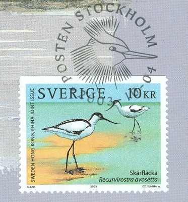 Säbelschnäbler-MaxiC-3.jpg