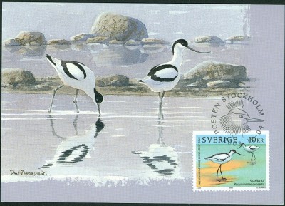 Säbelschnäbler-MaxiC-2.jpg