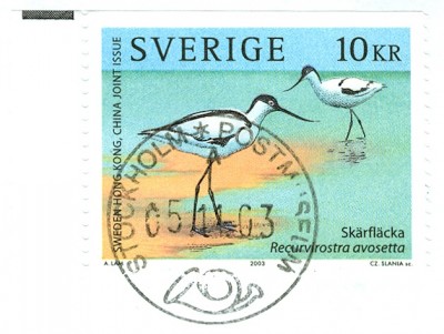 Säbelschnäbler-MaxiC-5.jpg