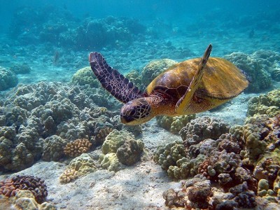 Hawaii_turtle_2.JPG