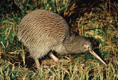 kiwi.jpg
